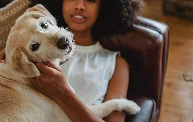 Pup’s Dream Digs: Luxury Dog-Friendly Apartments, Fort Collins