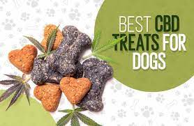 Treat Your Dog to the Benefits of CBD