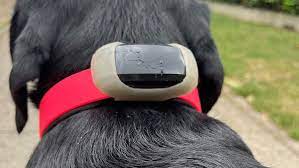 Subscription-Free Precision: GPS Tracker Hund Test Ohne Abo Explained