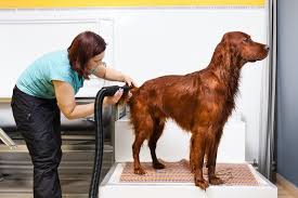 Fluffy and Fresh: Dog Blow Dryers for Home Grooming Sessions