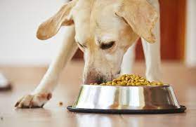 The Advantages of Raw Dog Food for Lynbrook Dogs